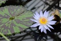 A beautiful white water lily and pad Royalty Free Stock Photo