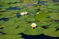 Beautiful white water lily in the pond on the background of dark leaves. The nymphaea and the leaves of the water lily