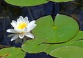 Beautiful white water lily in the pond with the leaves Royalty Free Stock Photo