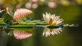 Beautiful white water lily on the pond. Royalty Free Stock Photo