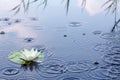 Beautiful white water lily in the rain Royalty Free Stock Photo