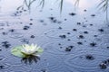 Beautiful white water lily in the rain Royalty Free Stock Photo