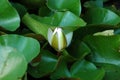 Beautiful white water lily Royalty Free Stock Photo