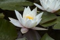 Beautiful white water Lily on the surface of a pond surrounded by its large green leaves Royalty Free Stock Photo