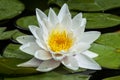 Beautiful white water Lily on the surface of a pond surrounded by its large green leaves Royalty Free Stock Photo