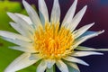 A beautiful white water lily with yellow pollen Royalty Free Stock Photo