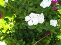 Beautiful white watercress flower Royalty Free Stock Photo