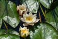 Beautiful white water lilies among green leaves in a lake Royalty Free Stock Photo