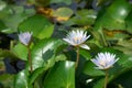 Beautiful white waterlily or lotus flower blooming and leaf in morning summer tropical on water surface pond. Green nature Royalty Free Stock Photo