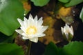 Beautiful white waterlily or lotus flower blooming and leaf in morning summer tropical on water surface pond. Royalty Free Stock Photo