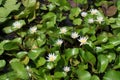 Beautiful white waterlily or lotus flower blooming and leaf in morning summer tropical on water surface pond. Royalty Free Stock Photo