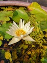 Beautiful white waterlily in the pond under evening sunlight