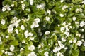 Beautiful white wax begonia flowers with green leaves. Scientific Name: Begonia Cucullata Royalty Free Stock Photo