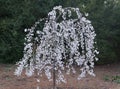 A beautiful white weeping cherry tree blooming in early Spring