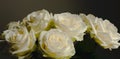 Beautiful single White rose close up concept for valentine`s card or anyversary Royalty Free Stock Photo