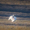 A beautiful white whooper swans on the frosty field in the spring morning. Common swan resting on land.