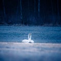 A beautiful white whooper swans on the frosty field in the spring morning. Common swan resting on land.