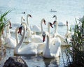 Flock of white swans near the reeds