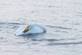 Beautiful white whooping swans Royalty Free Stock Photo