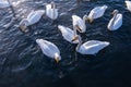 Beautiful white whooping swans Royalty Free Stock Photo