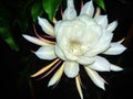 Close up beautiful Queen of the Night flower (Epiphyllum oxypetalum) bloom