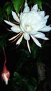 Beautiful white Wijaya Kusuma flower bloom at night. Queen of the Night (Epiphyllum oxypetalum)