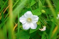 Beautiful white wild flower weed. Wild bindweed-Calystegia sepium or Convolvulus arvensis Royalty Free Stock Photo