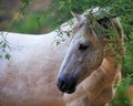 Beautiful White Wild Horse Closeup Royalty Free Stock Photo
