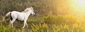 Beautiful white wild horse running Royalty Free Stock Photo