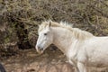 Beautiful White Wild Horse Stallion Royalty Free Stock Photo