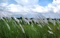 Beautiful white kash or Kans grass flower with blue sky white cloud Royalty Free Stock Photo
