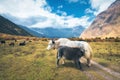 Beautiful white wild yak and amazing baby yak on pasture