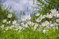 Beautiful white wildflowers of anemones bloom in the garden. Anemone sylvestris Royalty Free Stock Photo