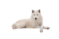 Beautiful white wolf lies on snow isolated on white background Royalty Free Stock Photo