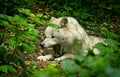 A beautiful white wolf with a warm pelt is dangerous snarling his teeth