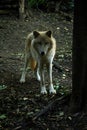 Wolf male portrait Royalty Free Stock Photo