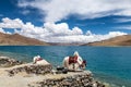 The beautiful white yaks in blue Yamdrok lake in Tibet Autonmous Region Royalty Free Stock Photo