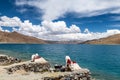 The beautiful white yaks in Yamdrok lake in Tibet Autonmous Region Royalty Free Stock Photo