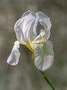 Beautiful white and yellow Bearded Iris Germanica flower in natural setting. Narrow depth of field for defocussed Royalty Free Stock Photo