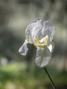 Beautiful white and yellow Bearded Iris Germanica flower in natural setting. Narrow depth of field for defocussed Royalty Free Stock Photo