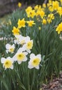 Beautiful white and yellow daffodils blooming in the spring garden. Royalty Free Stock Photo