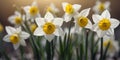 Beautiful white yellow daffodils on bright background. Royalty Free Stock Photo