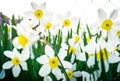 Beautiful white and yellow daffodils in garden Royalty Free Stock Photo