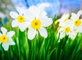 Beautiful white and yellow daffodils in garden Royalty Free Stock Photo