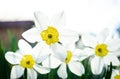 Beautiful white and yellow daffodils in garden Royalty Free Stock Photo