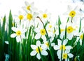 Beautiful white and yellow daffodils in garden Royalty Free Stock Photo