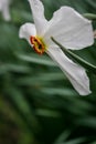 Beautiful white yellow daffodils.