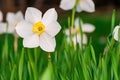 Beautiful White and yellow daffodils. Yellow and white narcissuses in a garden. Soft focus Royalty Free Stock Photo