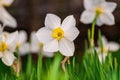 Beautiful White and yellow daffodils. Yellow and white narcissuses in a garden. Soft focus Royalty Free Stock Photo