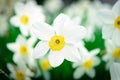 Beautiful White and yellow daffodils. Yellow and white narcissus Royalty Free Stock Photo